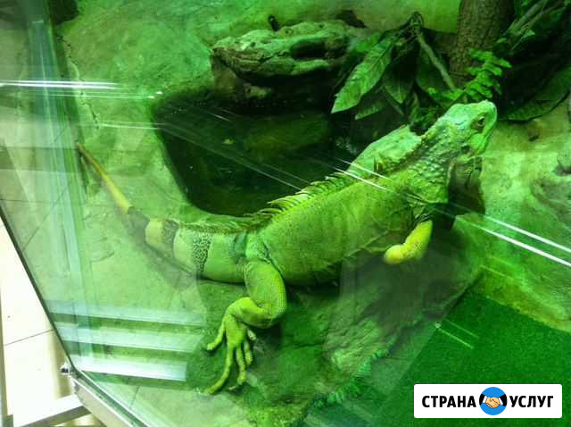 Передержка рептилий (ящериц, черепах и т.д.) Москва - изображение 1