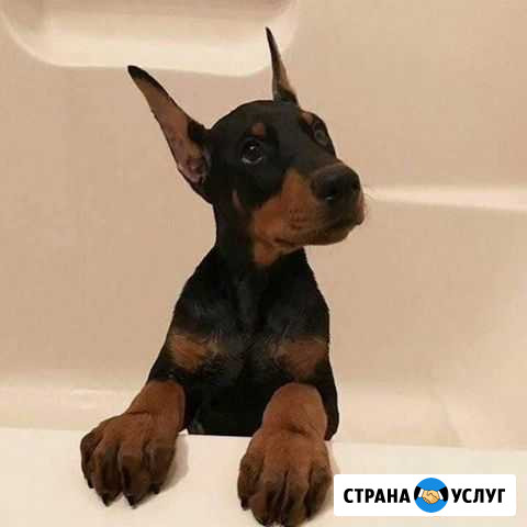 Выгул собаки, уход за животными Новокузнецк - изображение 1