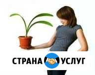 Фитодизайн интерьера, зимние сады Северное - изображение 1
