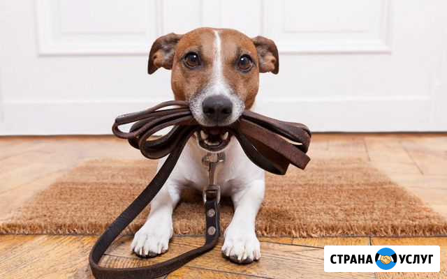 Передержка животных и выгул Краснодар - изображение 1