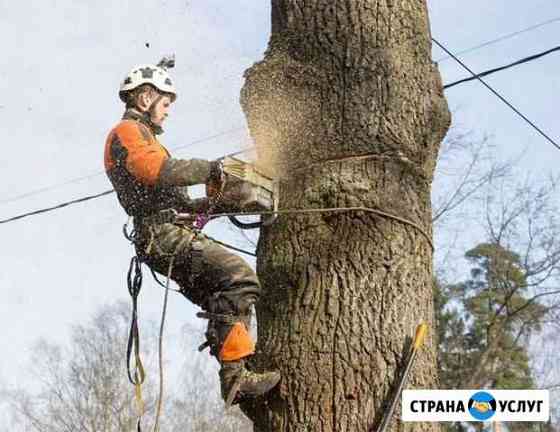 Вырубка деревьев Тверь