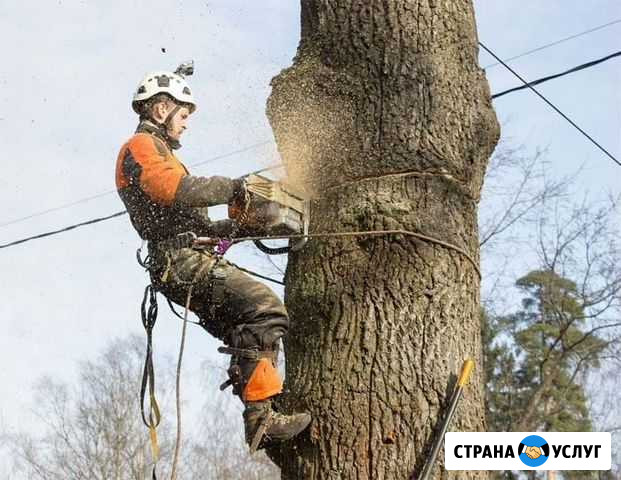 Вырубка деревьев Тверь - изображение 1