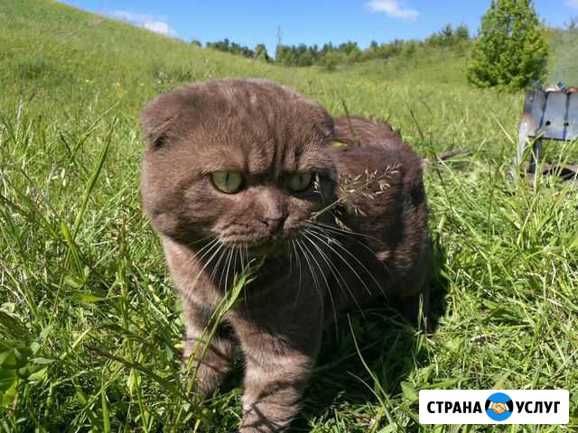 Шотландский кот для вязки Димитровград - изображение 1