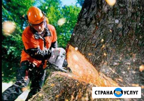 Спил деревьев, заточка цепей на бензопилу, дрова Ильский - изображение 1