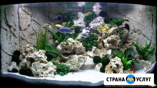Обслуживание аквариумов Санкт-Петербург - изображение 1