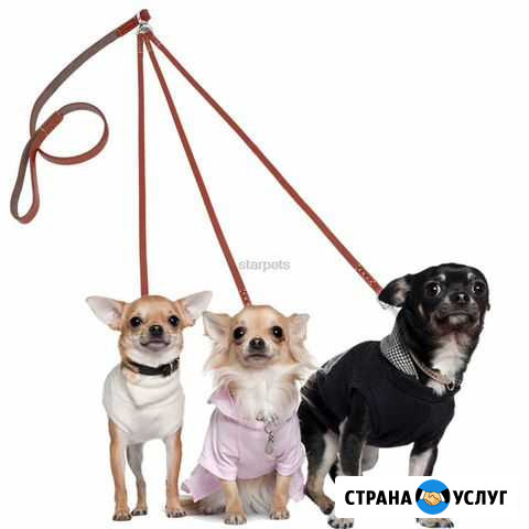 Выгул собак Самара - изображение 1