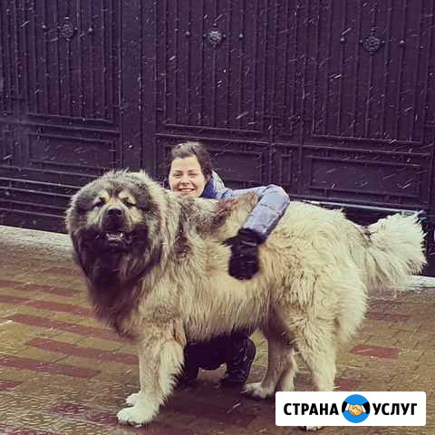 Дрессировка и воспитание любых щенков и взрослых с Нижнекамск - изображение 1