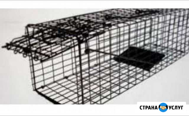 Аренда кошколовки Санкт-Петербург - изображение 1