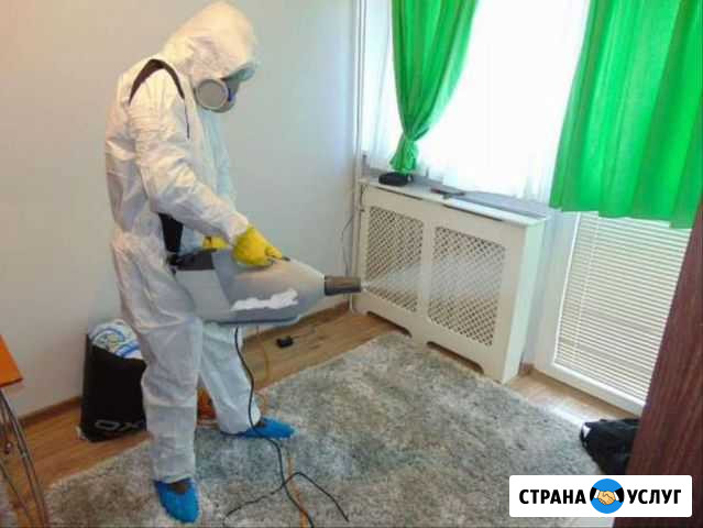 Уничтожение тараканов,клопов,муравьев Выкса - изображение 1