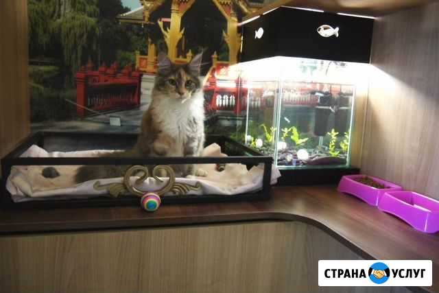 Гостиница для кошек (передержка) Нижневартовск - изображение 1