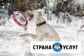 Выгул собак Санкт-Петербург - изображение 1