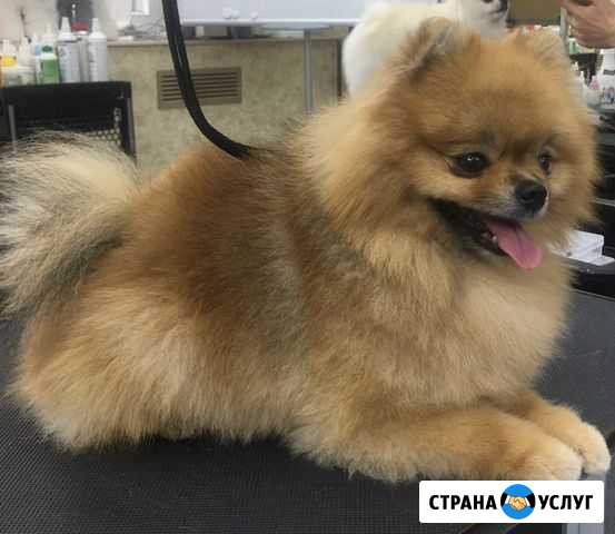 Стрижка собак на дому Бор - изображение 1