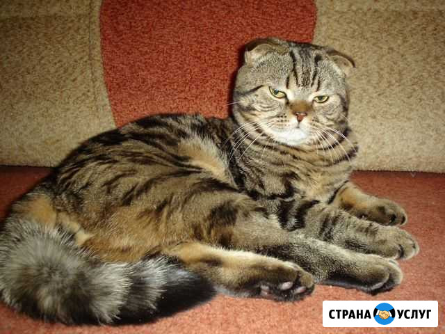 Вязка Арзамас - изображение 1