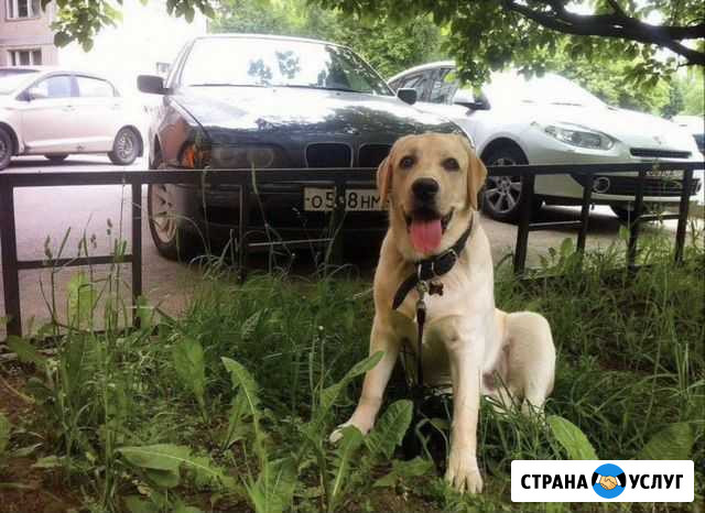 Вязка с самым красивым лабрадором в Спб Санкт-Петербург - изображение 1