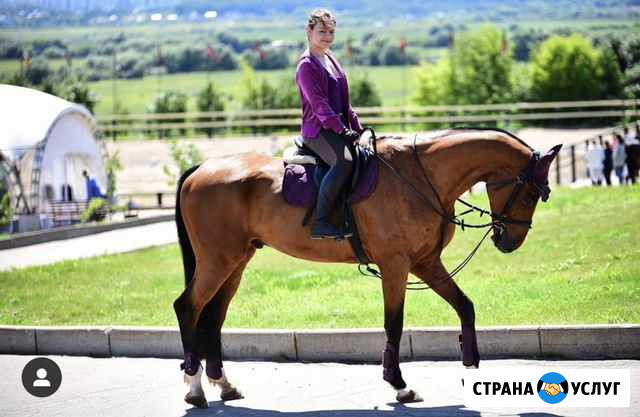 Лошадь в аренду Лыткарино - изображение 1