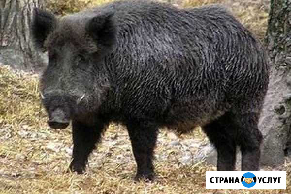 Приглашаем на охоту на косулю и кабана утку Екатеринбург - изображение 1