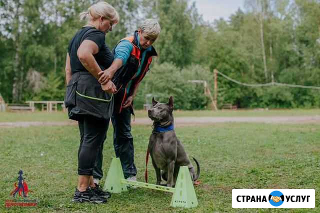 Дрессировка собак кинолог Санкт-Петербург - изображение 1