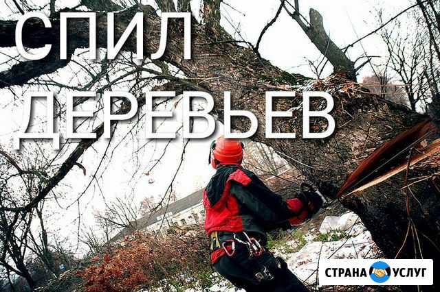 Спил деревьев Будённовск - изображение 1
