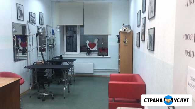 Аренда рабочего места грумеру Новосибирск - изображение 1