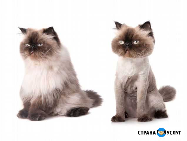 Стрижка кошек и собак Ковров - изображение 1