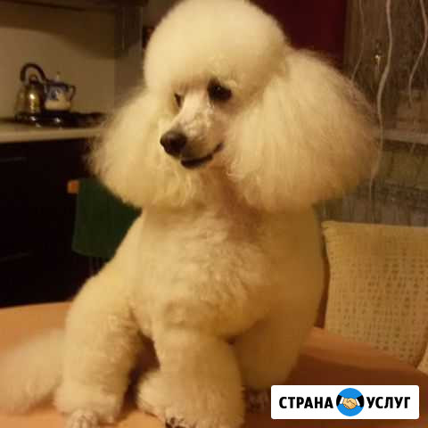 Стрижка кошек и собак Набережные Челны - изображение 1