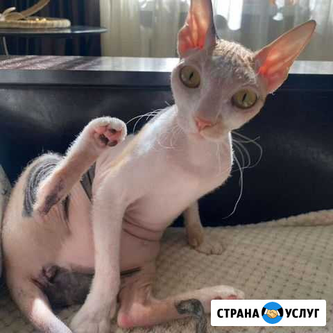 Донской сфинкс вязка Ростов-на-Дону - изображение 1