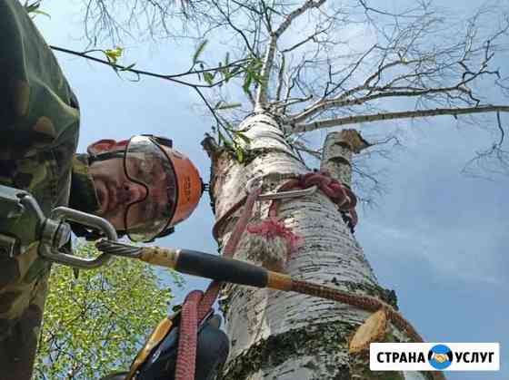 Спил деревьев г. Одинцово Одинцово