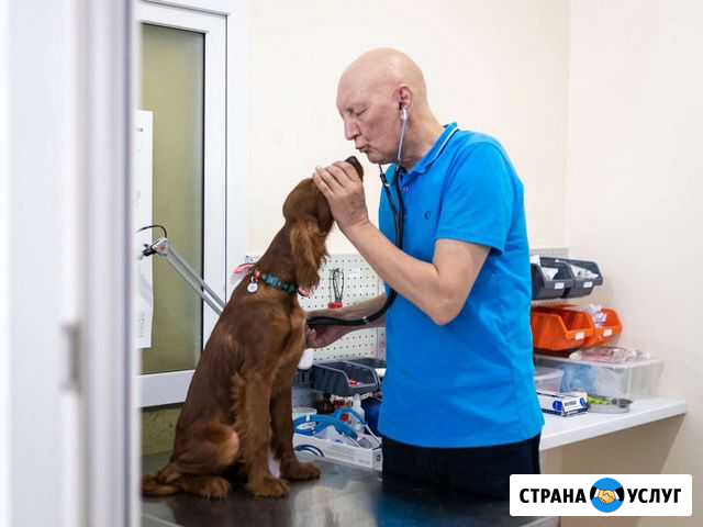 Ветеринарный врач на дом, ветеринар, ветеринарный Москва - изображение 1