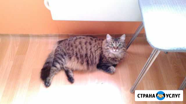 Передержка животных Саратов - изображение 1