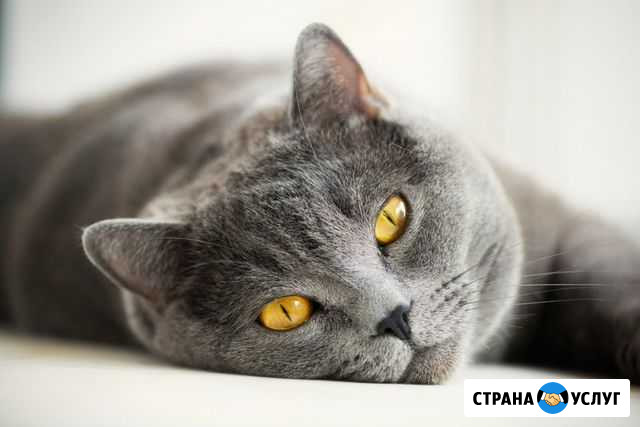 Стерилизация котов и кошек на дому Саратов - изображение 1