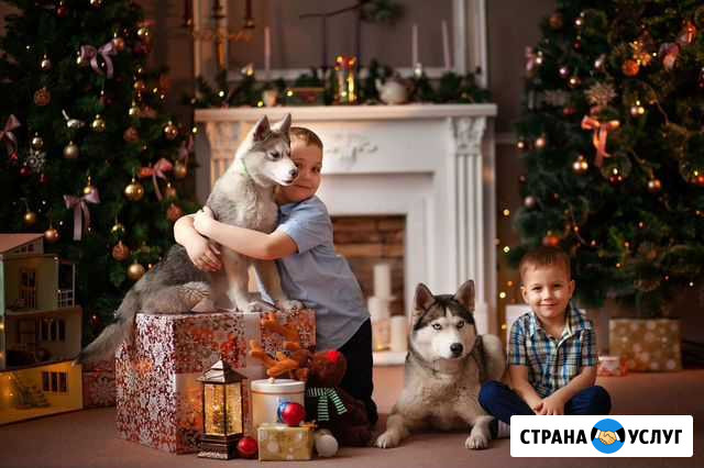 Аренда собак для фотосессий Сызрань - изображение 1