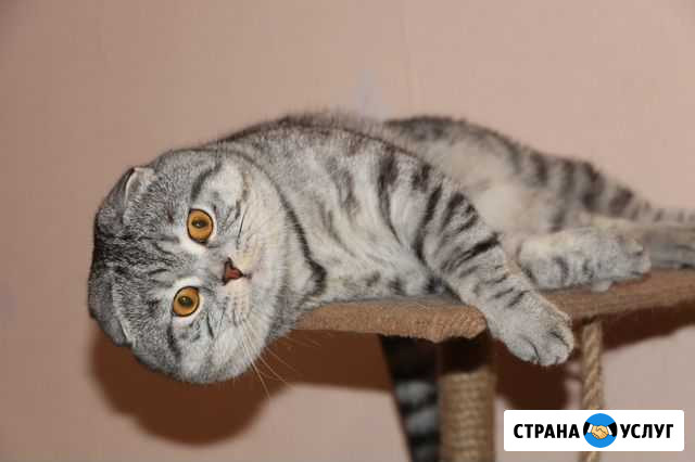 Вязка с шотландским котиком Санкт-Петербург - изображение 1