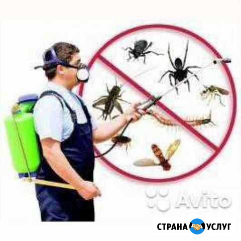 Дезинсекция.дератизация дезинфекция озонирование Саратов - изображение 1