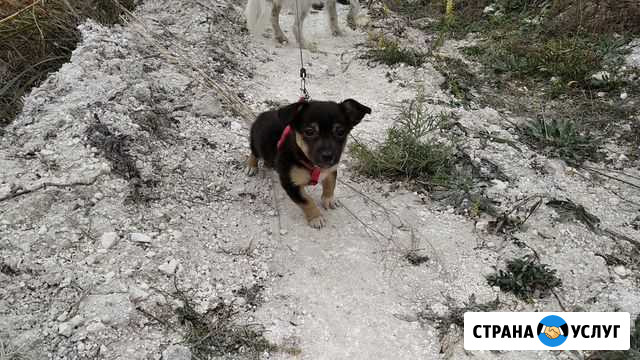Передержка собак мелких и средних пород Белгород - изображение 1