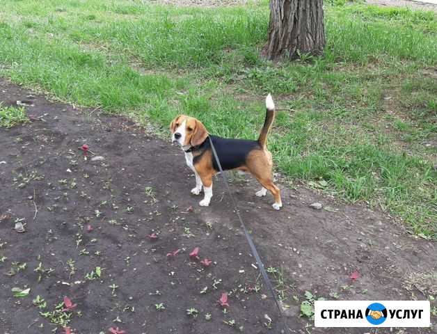 Бигль вязка Красноярск - изображение 1