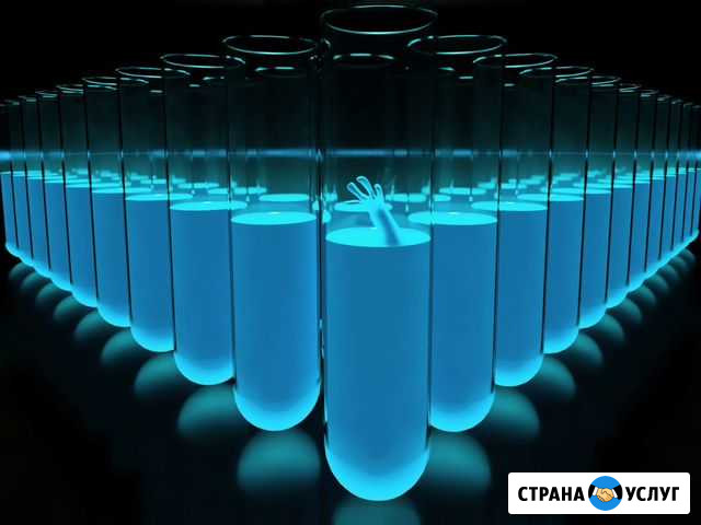 Уничтожение клопов тараканов клещей крыс Санкт-Петербург - изображение 1