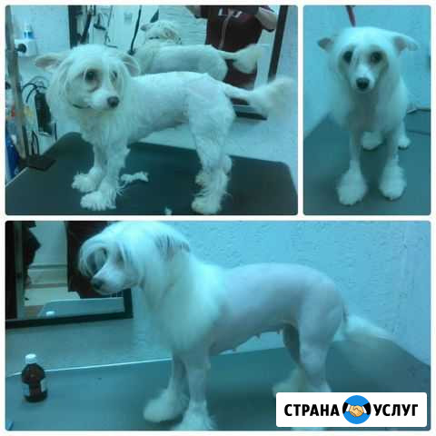 Стрижка животных. Груминг Новосибирск - изображение 1