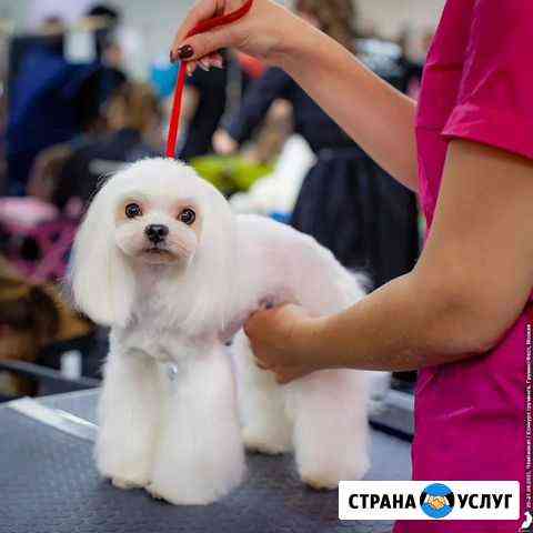 Бесплатная стрижка у топ мастера. Нужна модель на Санкт-Петербург