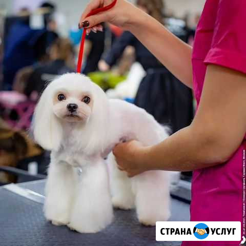 Бесплатная стрижка у топ мастера. Нужна модель на Санкт-Петербург - изображение 1