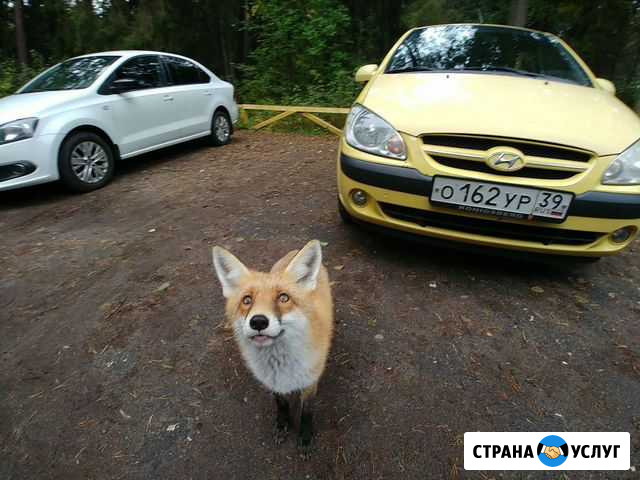 Аренда прокат авто посуточно (малый расход) Калининград - изображение 1