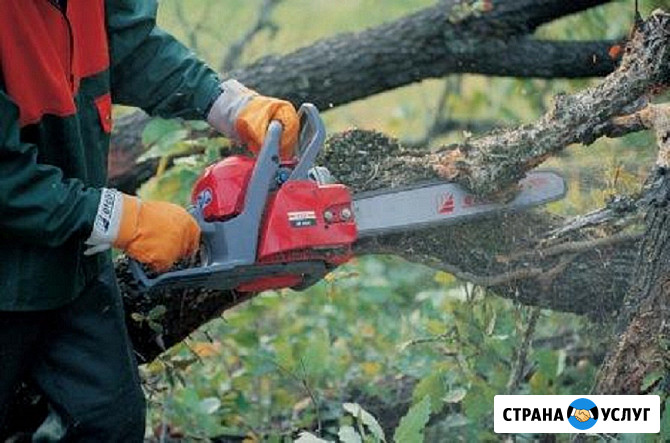Спиливаю деревья, ветки, пни, кустарники Пятигорск - изображение 1