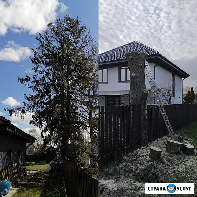 Спилить деревья Калининград - изображение 1