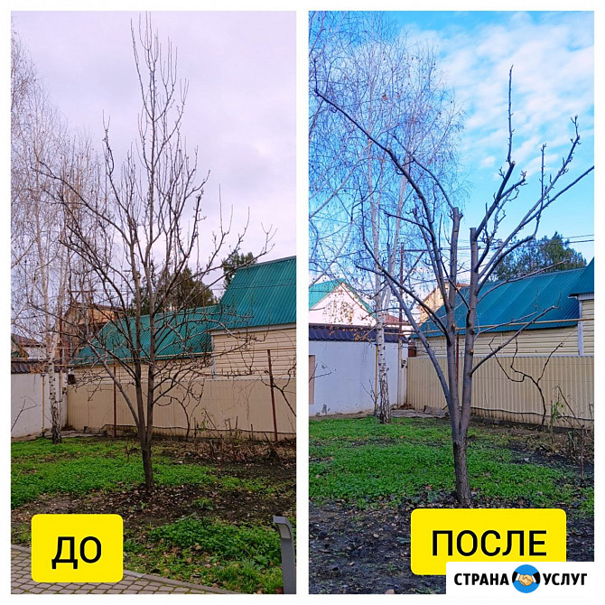 Профессиональная обрезка деревьев, кустарников и винограда Анапа - изображение 3