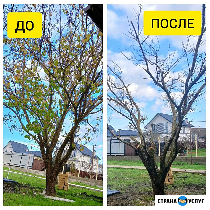 Профессиональная обрезка деревьев, кустарников и винограда Анапа - изображение 2