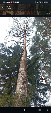 Спил деревьев Красногорск Красногорск - изображение 1