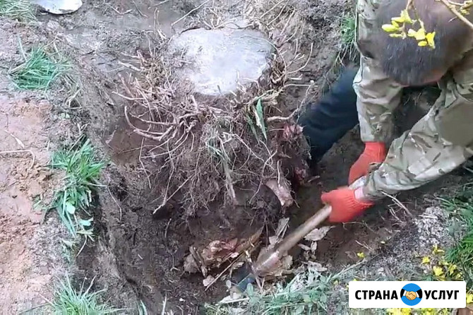 Удаление пней Краснодар - изображение 1