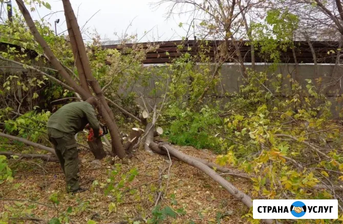 Спил деревьев. Расчистка участков от деревьев и кустарника, бурьяна. Вывоз мусора Барнаул - изображение 1