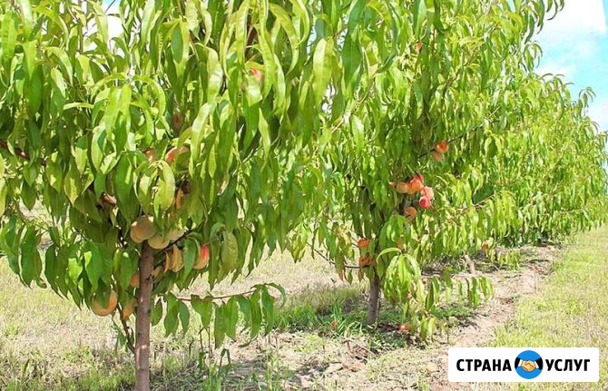 Саженцы персика Джубга кп - изображение 3