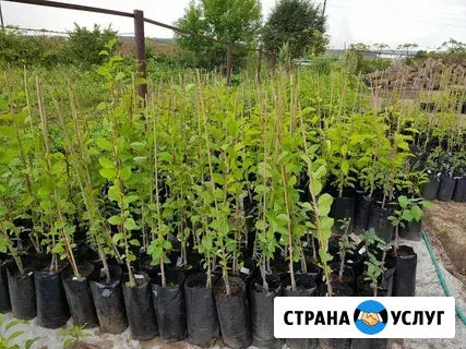 Саженцы плодовых деревьев Джубга кп - изображение 1