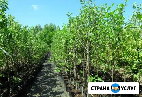 Саженцы плодовых деревьев Джубга кп - изображение 3